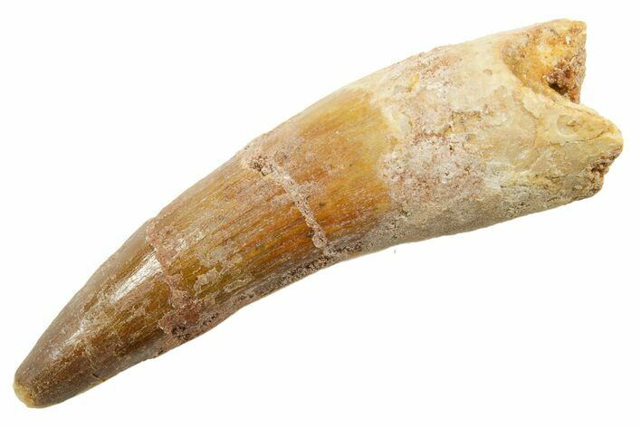 Fossil Spinosaurus Tooth - Real Dinosaur Tooth #362843